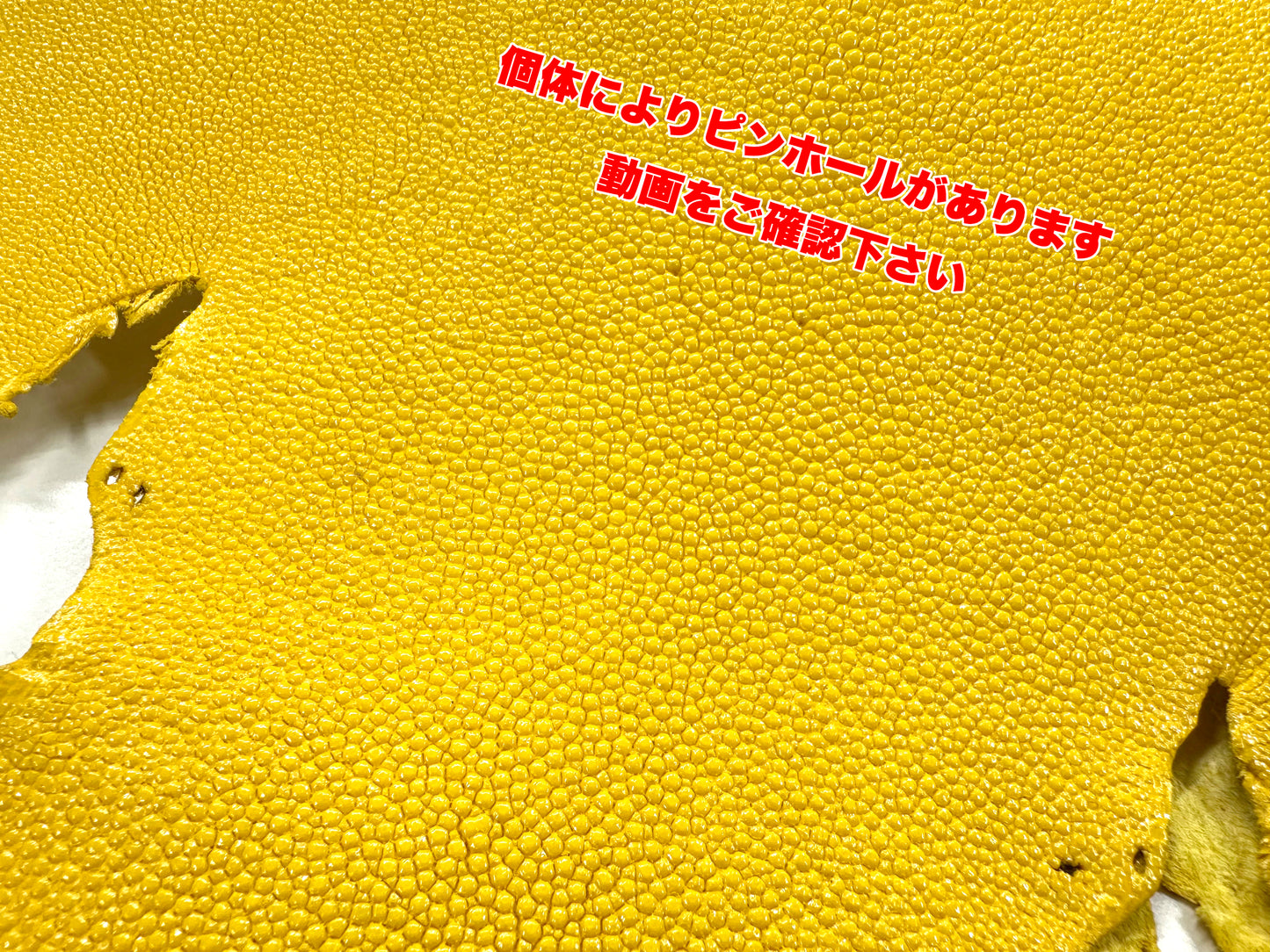 スティングレイ(エイ革)9号 銀付き #10 濃茶