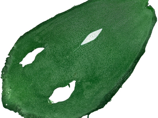 Stingray leather 9inch #11 Green